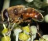 Eristalis tenax